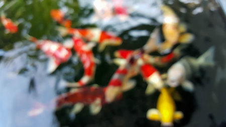 blur motion of Fancy carp fishの写真素材