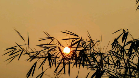 Bamboo leaves and sunriseの素材