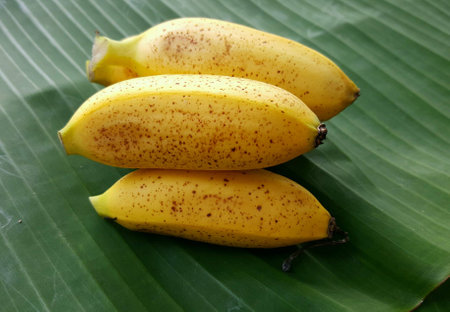 Lady finger banana with banana leaf background.の素材