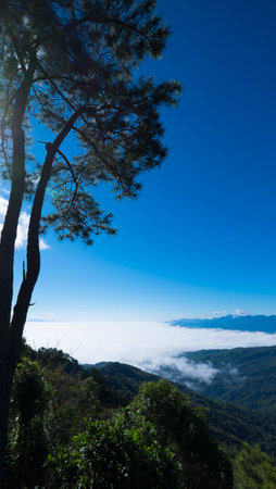 big tree on top mountain