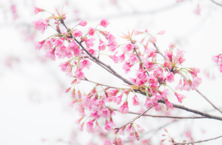 cherry blossom