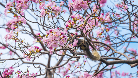 squirrel on the trumpet treeの写真素材