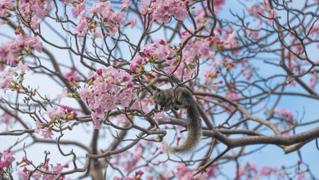 squirrel on the trumpet treeの写真素材