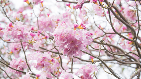 trumpet treeの写真素材