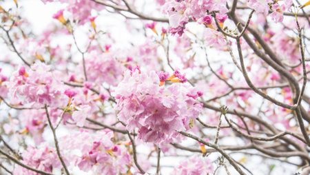 pink trumpet treeの写真素材