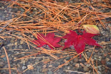 Red fallen leaves on rainy days in Japanの写真素材