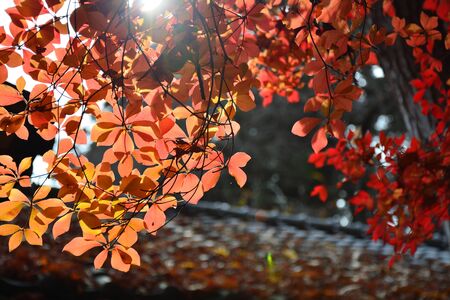 Autumn leaves in the backlight on sunny days in Japanの写真素材