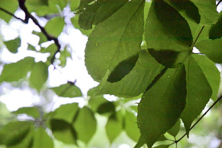Leaves and Leaf Shadows in the Early Summer Forestの写真素材
