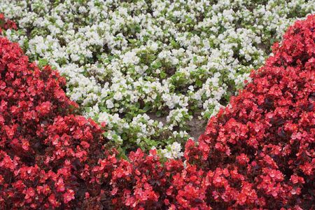 Small red and white flowers on a flowerbed arranged in a triangular patternの写真素材