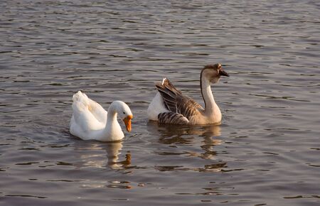 white and grey geese, swimming in a pond in a parkの写真素材