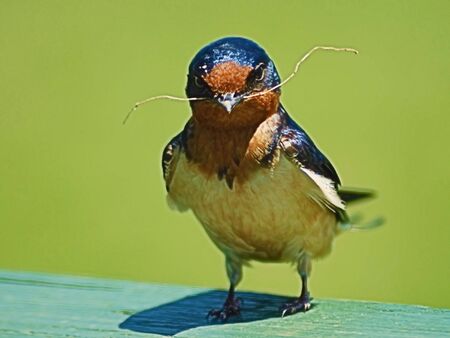 A close-up of a bird with a piece of dry grass for its nestの写真素材