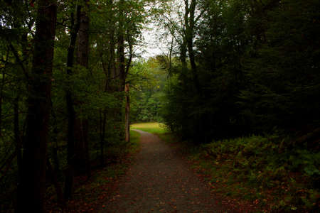 Path in the woods