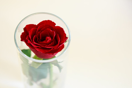 red rose flower in clear glassの写真素材
