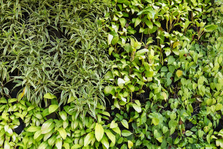 various green leaves wall の写真素材
