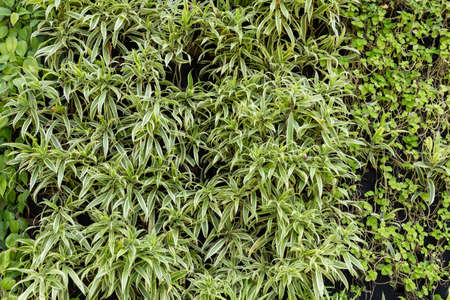 various green leaves wall の写真素材