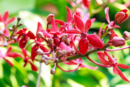 red orchids flower in botanic garden singaporeの写真素材