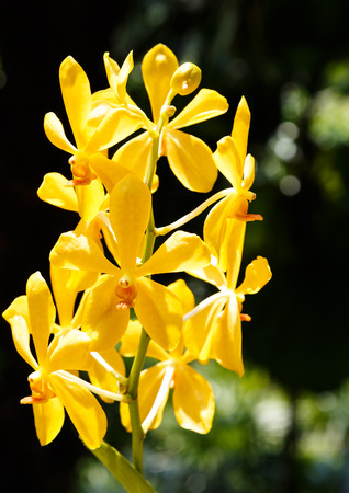yellow orchids flower in botanic garden singapore