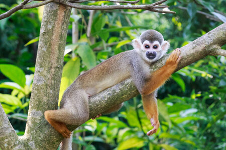 monkey rest on the tree  in the forest