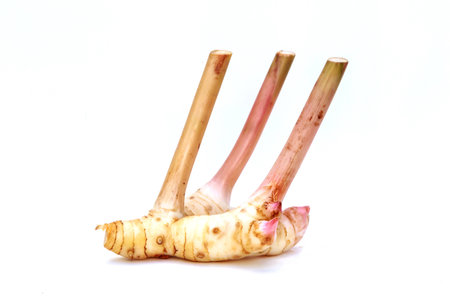 raw galagal  in isolateの写真素材