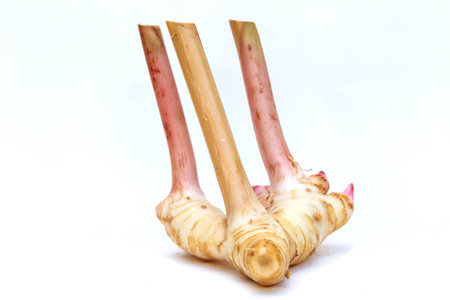 raw galagal  in isolateの写真素材