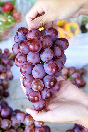red grapes in handの写真素材