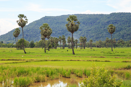 rice field white cloud blusky in sunny dayの写真素材