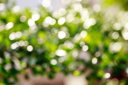 Natural Bokeh Backgroundの写真素材