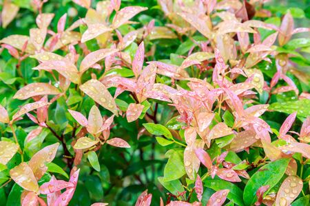 colour full green leaf background
