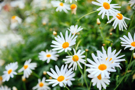 Beautiful flower in fresh greenの写真素材