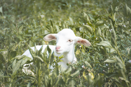 Sheepの写真素材