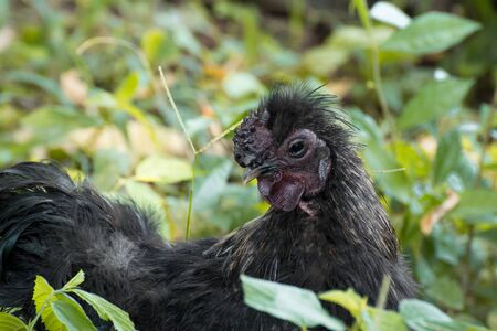 Rare Dark Chickenの写真素材