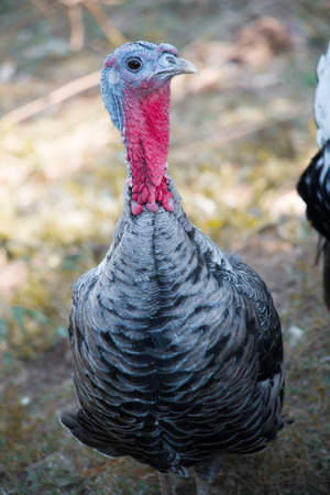 Turkey looking at cameraの写真素材