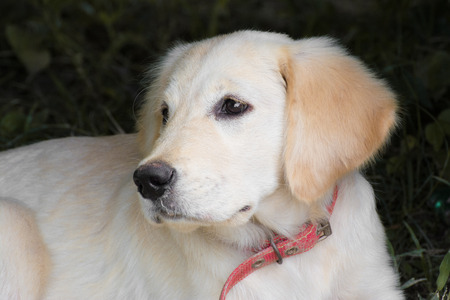 golden retriverの写真素材