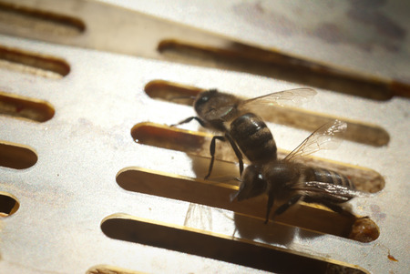 bee