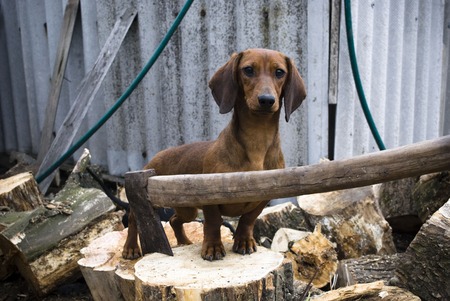 Cute dachshund on nature backgroundの写真素材