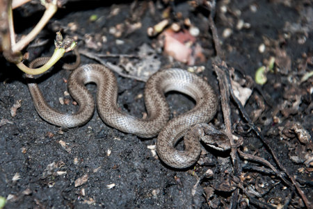 The steppe viper, or Renard's viper (Vipera renardi) is a species of venomous snake of the viper genus of the viper family, which lives in Europe and Asia, including Ukraine.の写真素材