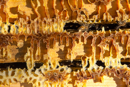 bee colony view from the inside