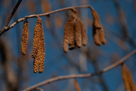 Bees collect pollen from hazel