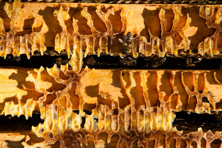 bee colony view from the inside