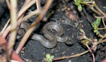 The steppe viper, or Renard's viper (Vipera renardi) is a species of venomous snake of the viper genus of the viper family, which lives in Europe and Asia, including Ukraine.の写真素材