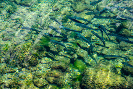 The fish probably belong to the mullet species.The surface of the water has a slight ripple,...