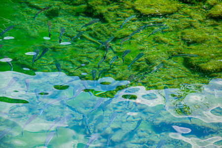 The fish probably belong to the mullet species.The surface of the water has a slight ripple,...