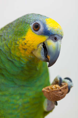Amazon green parrot eating a nut walnut close up
