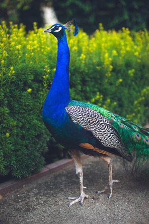 Peacock male peacock displaying his tail feathersの写真素材