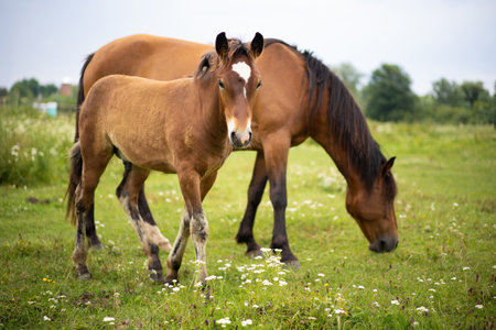 beautiful horses graze in the pastureの写真素材