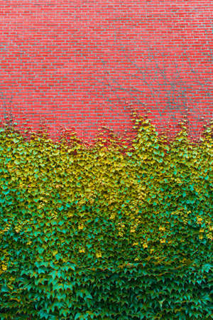 brick wall overgrown with green ivyの写真素材