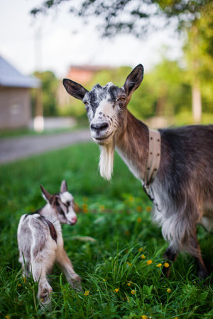A beautiful photo of two goats from mom and babyの写真素材
