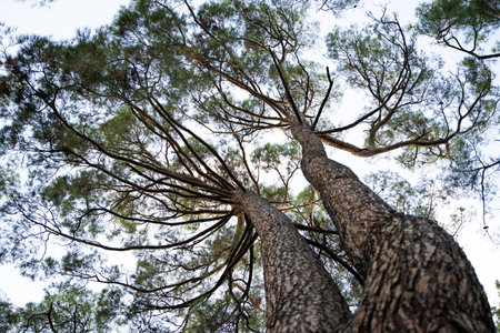 big trees in the forestの写真素材