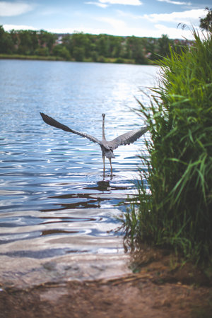 large bird with a wings pan flying on the lakeの写真素材