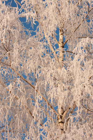 the tree is covered with frost in winter